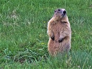 61 Marmota marmota (Marmotta delle Alpi) in attenta sentinella